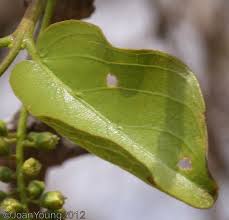 Image result for Combretum apiculatum