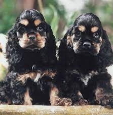 Pin By Laurie Hinman On Dogs Spaniel Puppies American Cocker Spaniel Cocker Spaniel Puppies