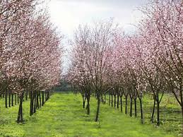 Come shop the best and biggest selections for flowering trees at of our many locations! 5 Great Trees To Plant In Washington State Big Tree Supply