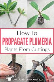 Frangipani ( plumeria rubra ) is one of the most popular tropical trees. How To Propagate Plumeria From Cuttings Get Busy Gardening