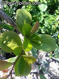 Image result for Ehretia obtusifolia