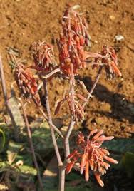 Image result for Triumfetta angolensis