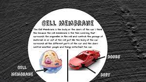 The parts of an animal cell have distinct functions. Animal Cell Compared To Car By Daniela Sousa