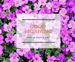Beautiful good morning images with quotes. 200 Beautiful Good Morning Wishes With Flowers Best Hd Images