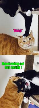 Alyson Hannigan Joyful Screen Capture Portrait From Buffy The Vampire Slayer In A Powder Blue Sheer Cute Animal Memes Funny Animal Pictures Funny Animal Memes