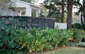 Image result for Hedychium coronarium