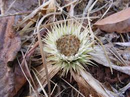 Image result for Macledium