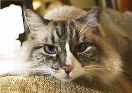 You're also more likely to get heart disease and stroke. Secondhand Smoke Not Good For Pets Pet Health Article Texvetpets