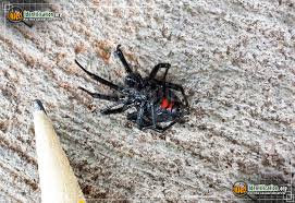 The male is about four times smaller than the female and is less dangerous. Black Widow Latrodectus Mactans