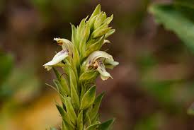 Image result for Pogonospermum attenuifolium