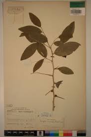 Image result for Dovyalis macrocalyx
