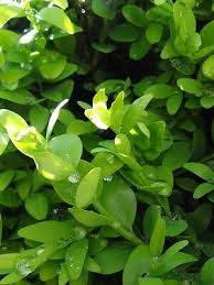 Traitement pr?ventif pyrale du buis. Traitements Et Solutions Contre La Pyrale Du Buis