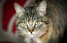 Get detailed information about breast cancer detection through tests such as mammograms, ultrasounds, other imaging tests and biopsies. My Cat Diagnosed My Breast Cancer Before I Even Found A Lump Express Co Uk