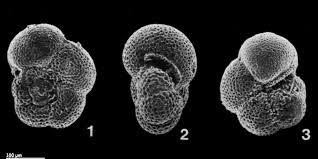 Image result for Microcoelia globulosa