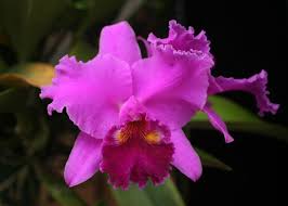 Image result for Blotiella