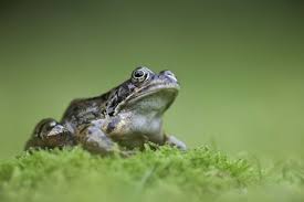 In addition, it's a fun activity for the kids. Common Frog The Wildlife Trusts
