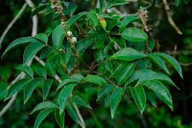 Image result for Bersama swynnertonii