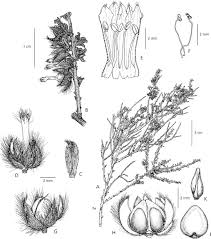 Image result for Seddera