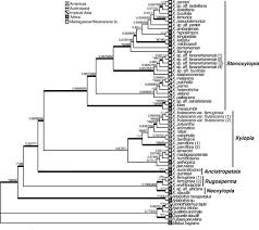 Image result for Xylopia lukei