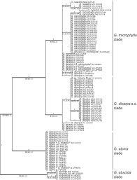 Image result for Gleichenia elongata