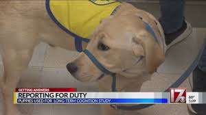 Check spelling or type a new query. First Group Of Puppies Graduate Puppy Kindergarten At Duke University Cbs 17