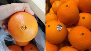 Bagai limau masam sebelah, bagai perahu karam sekerat. Coretan Sinaran Wanita