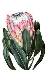 Pin By Susanne Hostetter On Art Protea Art Flower Painting Botanical Art