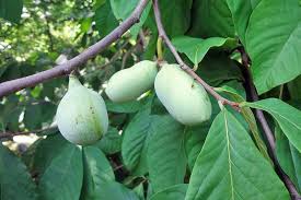Pa pa ya is one of them! How To Grow And Care For Pawpaw Trees Gardener S Path
