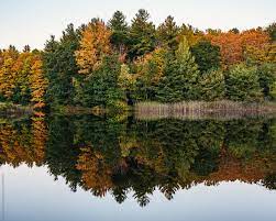 Check spelling or type a new query. Trees In Autumn Reflected In Water By Deirdre Malfatto Autumn Reflection