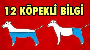 Kopekler Ile Ilgili 12 Ilginc Fotografli Bilgi Youtube