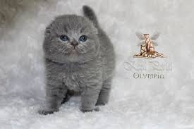 Scottish Fold Kedi Fiyat Fiyatlari Satin Alma Isteyenler Icin Dikkat