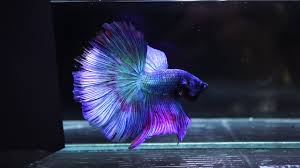 These realistic halfmoon betta fish can be customized as gifts. Live Betta Fish Big Male Fancy Metallic Turquoise Purple Halfmoon Hm 553 Youtube