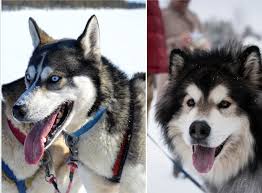For us, it's about the entire experience from start to finish. Husky Vs Malamute What S The Difference We Break It Down