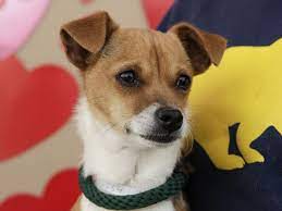 Maybe you would like to learn more about one of these? List Of Chihuahua Mixes With Pictures Pitbull Terrier Bull Terrier Dog Terrier
