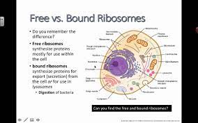 They are identical in structure. Free Vs Bound Ribosomes 2016 Ib Biology Youtube