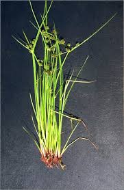 Image result for Cyperus difformis