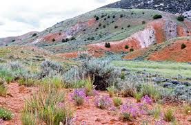 Image result for Agelanthus patelii