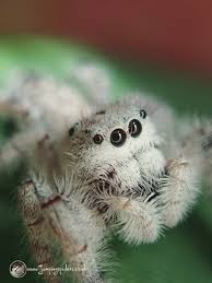 Maybe you would like to learn more about one of these? ððšð«ðšð©ð¡ð¢ðð¢ð©ð©ð®ð¬ ðŸðšð«ð­ð¢ð¥ð¢ð¬ Female Jumping Spider In 2021 Pet Spider Jumping Spider Spider Pictures