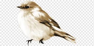 Vogelhaussperling Gemalter Grauer Spatz Tiere Schnabel Vogel Png Pngwing