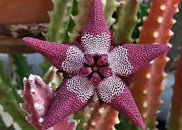 Image result for Tridentea