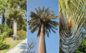 We did not find results for: 21 Types Of Palm Trees With Photos Identification Tips