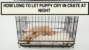 How long should a puppy be in a crate? How Long To Let Puppy Cry In Crate At Night The Kitty Expert