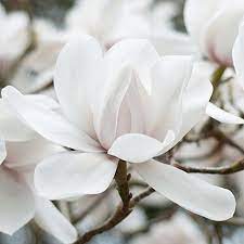The Incredible Beauty In Nature Insideeppendorf Beautiful Flowers Popular Flowers White Flowers