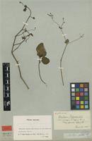 Image result for Commicarpus pilosus