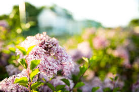 Bangor, maine's best landscape supply and material provider 300 bomarc rd. Jl Landscape Bangor Brewer Maine S Best Landscaping Solutions