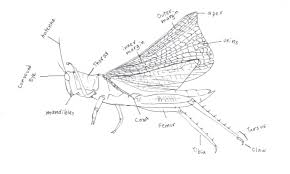 Grasshopper helps you focus on your business, so you can do what you're good at. A Diagram Of A Grasshopper By Dazzel Almond On Deviantart