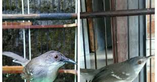Burung ciblek merupakan salah satu jenis burung perkicau dengan. Ciri Ciri Ciblek Jantan Dan Ciblek Betina Beserta Gambarnya On Kicau