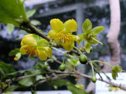 Image result for Ochna atropurpurea