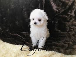 You will also join a community of dog rescue families where you'll meet new friends, get great advice about all things dogs and have a place to go when you have questions! Maltese Puppy For Sale In Las Vegas Nv Adn 64146 On Puppyfinder Com Gender Male Age 9 Weeks Old Maltese Puppies For Sale Maltese Puppy Maltese