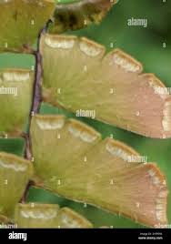 Image result for Adiantum incisum
